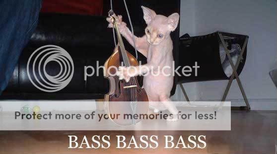 cat Pictures, Images and Photos