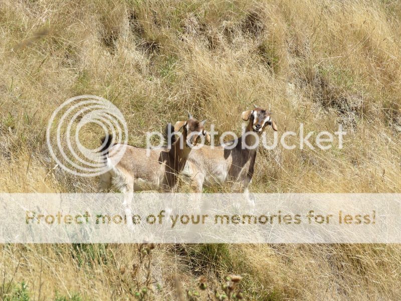 IMG_0280_zpsoevchefo.jpg IMG_0280_zpsoevchefo.jpg