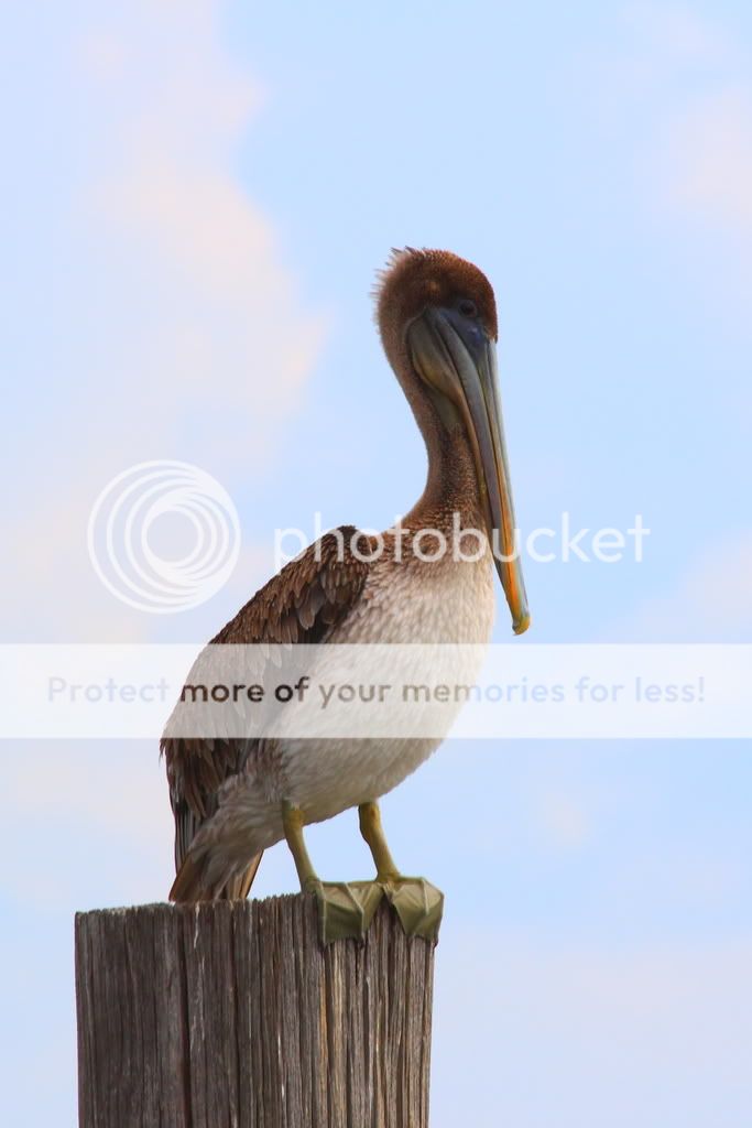 IMAGE: http://i326.photobucket.com/albums/k424/Wakahuna/L%20Pontchartrain/Pelican2-1.jpg