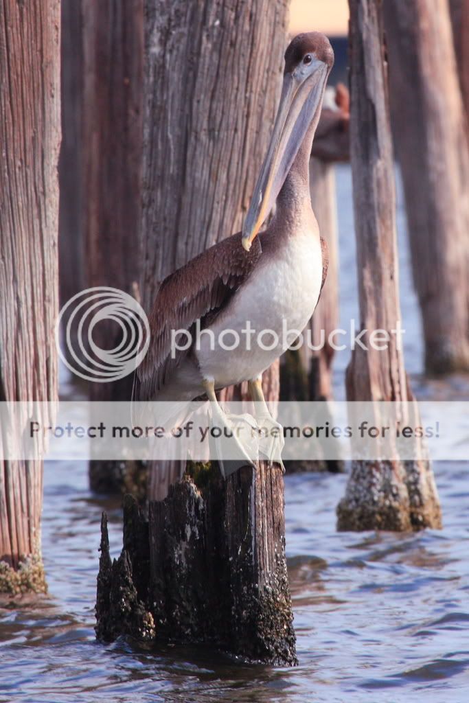 IMAGE: http://i326.photobucket.com/albums/k424/Wakahuna/L%20Pontchartrain/Pelican7.jpg