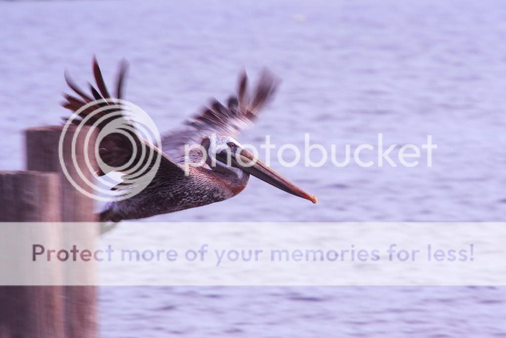 IMAGE: http://i326.photobucket.com/albums/k424/Wakahuna/L%20Pontchartrain/Pelican8.jpg