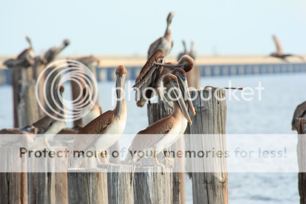 IMAGE: http://i326.photobucket.com/albums/k424/Wakahuna/L%20Pontchartrain/Pelicans9.jpg