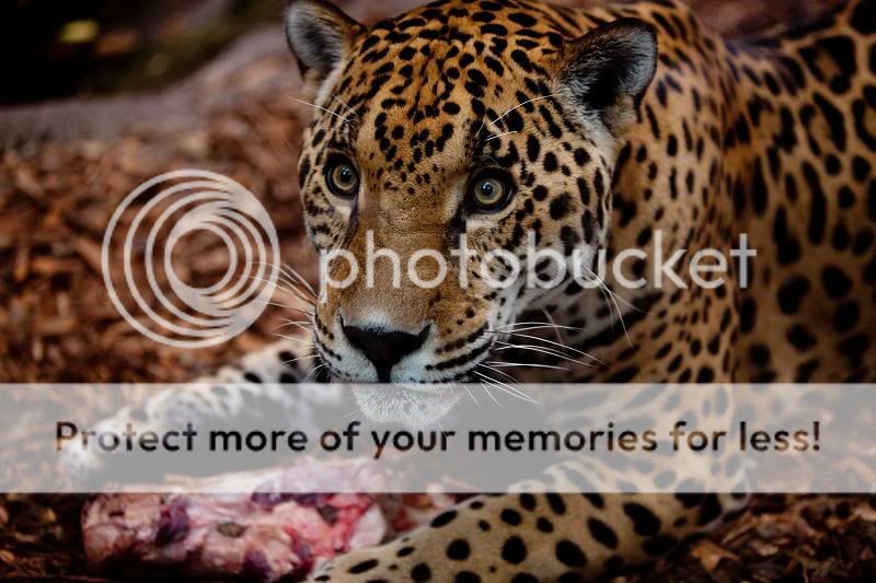 IMAGE: http://i326.photobucket.com/albums/k435/mrtopdog2000/jaguar-after.jpg