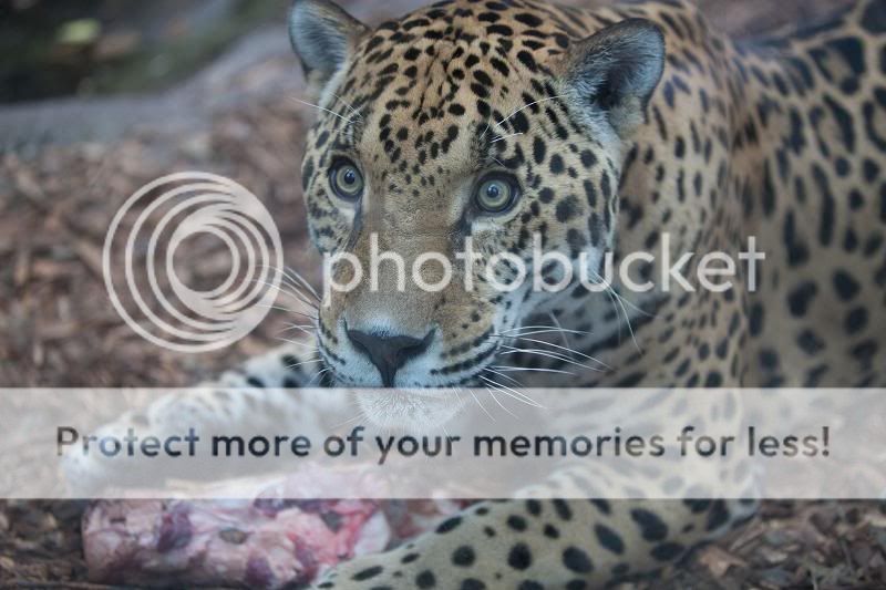 IMAGE: http://i326.photobucket.com/albums/k435/mrtopdog2000/jaguar-before.jpg