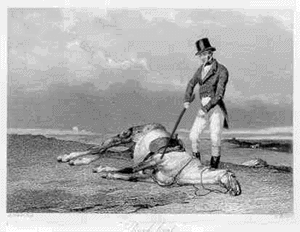 dead-horse_zpsdf274000.gif